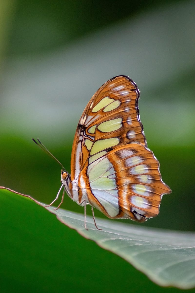 Butterfly Effect Image